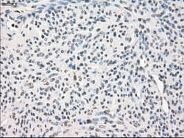 LTA4H / LTA4 Antibody (clone OTI9C5, Carrier-free)