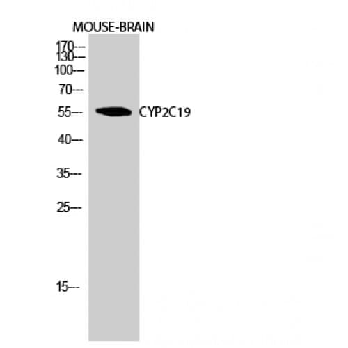CYP2C19 Antibody (210-290 aa, Internal)