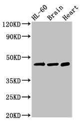 CHST1 Antibody