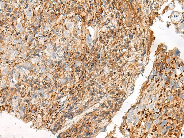 GPR27 Antibody