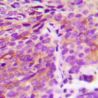 ATG4A Antibody