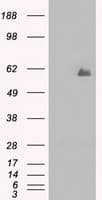 PPP5C Antibody (clone OTI6F1, Carrier-free)