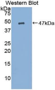 PGES / PTGES Antibody (aa21-148)