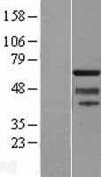 ZNF280A Protein (Over-Expression Lysate Myc-DDK (Flag))
