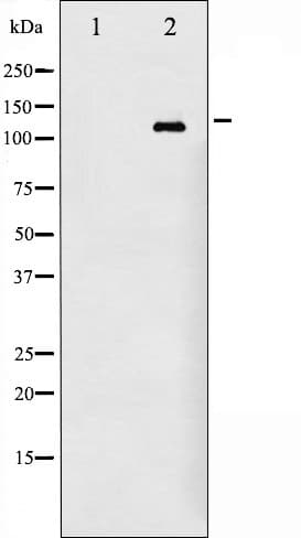 EGFR Antibody (phospho-Ser695)