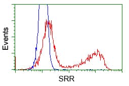 Monoclonal Mouse anti-Human SRR / Serine Racemase Antibody (clone OTI5G3, IHC, IF, WB)