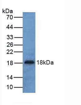 UCN3 / SPC Antibody (aa24-149, APC, Cy7)