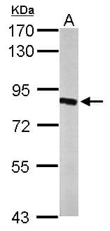 HSD17B4 Antibody (aa18-261)
