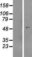 C4orf29 Protein (Over-Expression Lysate Myc-DDK (Flag))