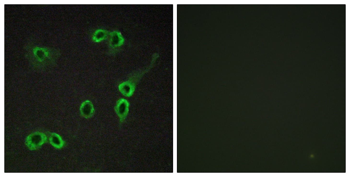 C3AR / C3a Receptor Antibody (aa175-224)