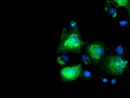 SLFNL1 Antibody (clone OTI4E5)