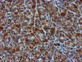GATM / AGAT Antibody (clone OTI1E3, Carrier-free)