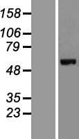 CEP63 Protein (Over-Expression Lysate Myc-DDK (Flag))