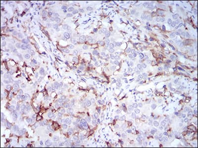 CD14 Antibody (aa20-214, clone 1H5D8)