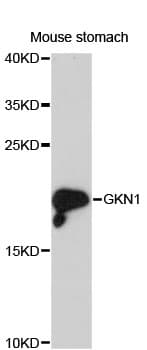 GKN1 / Gastrokine 1 Antibody
