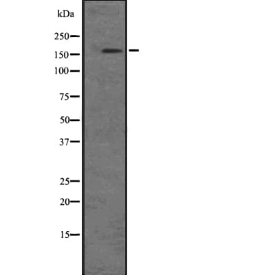 PIK3C2B Antibody