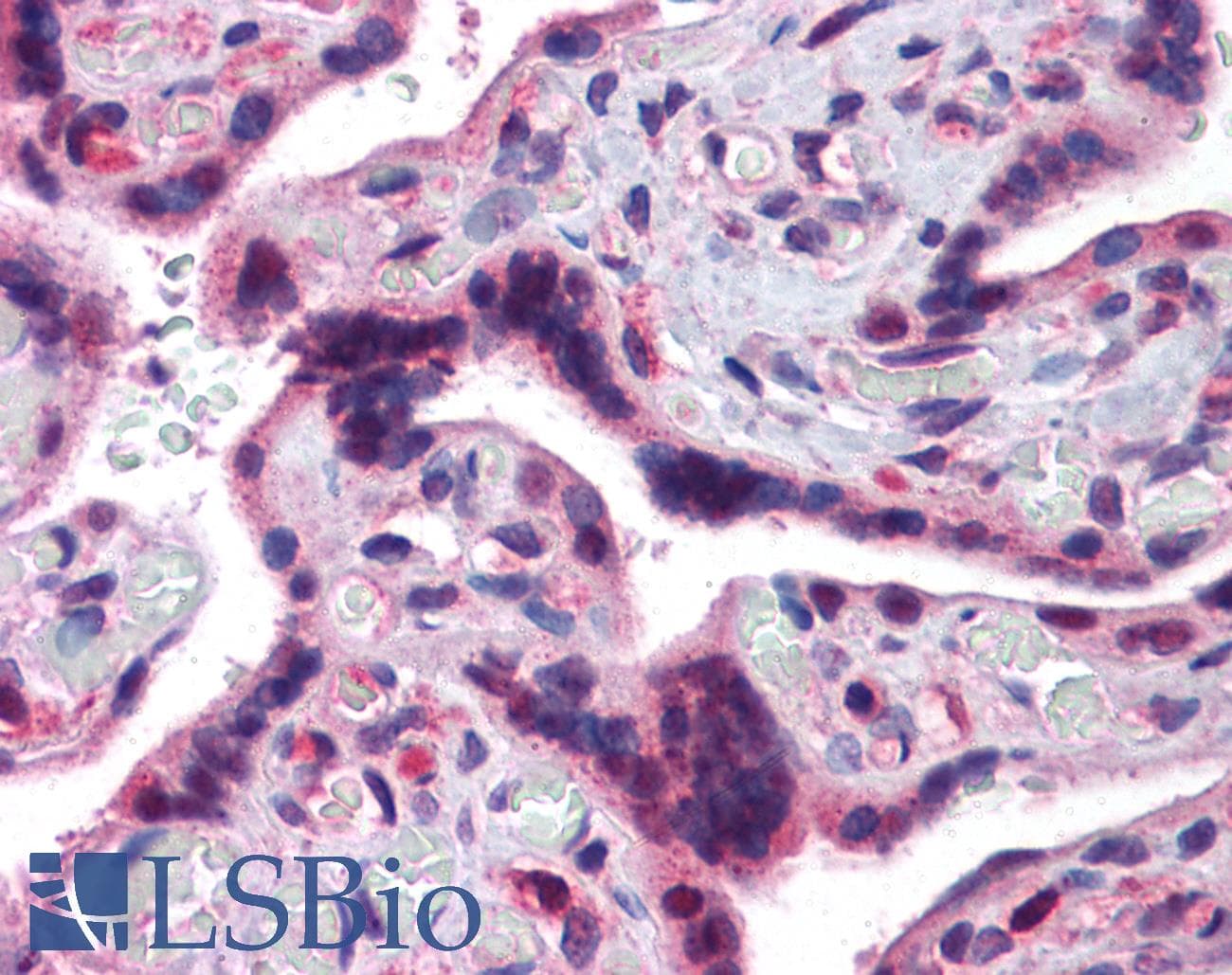 IHC-plus™ TRAF2 Antibody (aa529-540)