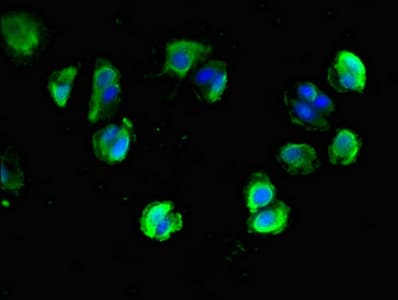 NLGN1 / Neuroligin 1 Antibody