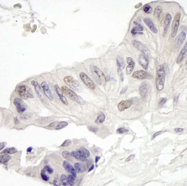 MAML1 Antibody (aa75-125)