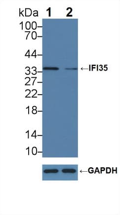 IFI35 Antibody (aa2-286)