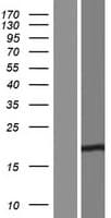 Human C16orf95 Protein (Over-Expression Lysate Myc-DDK (Flag))