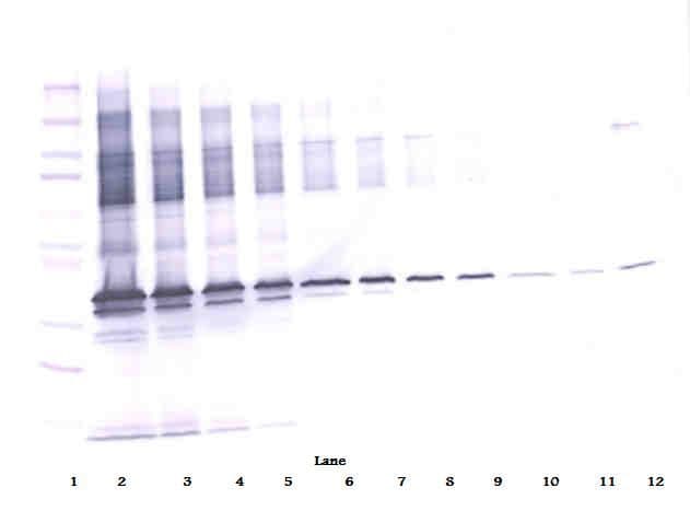 APOE / Apolipoprotein E Antibody