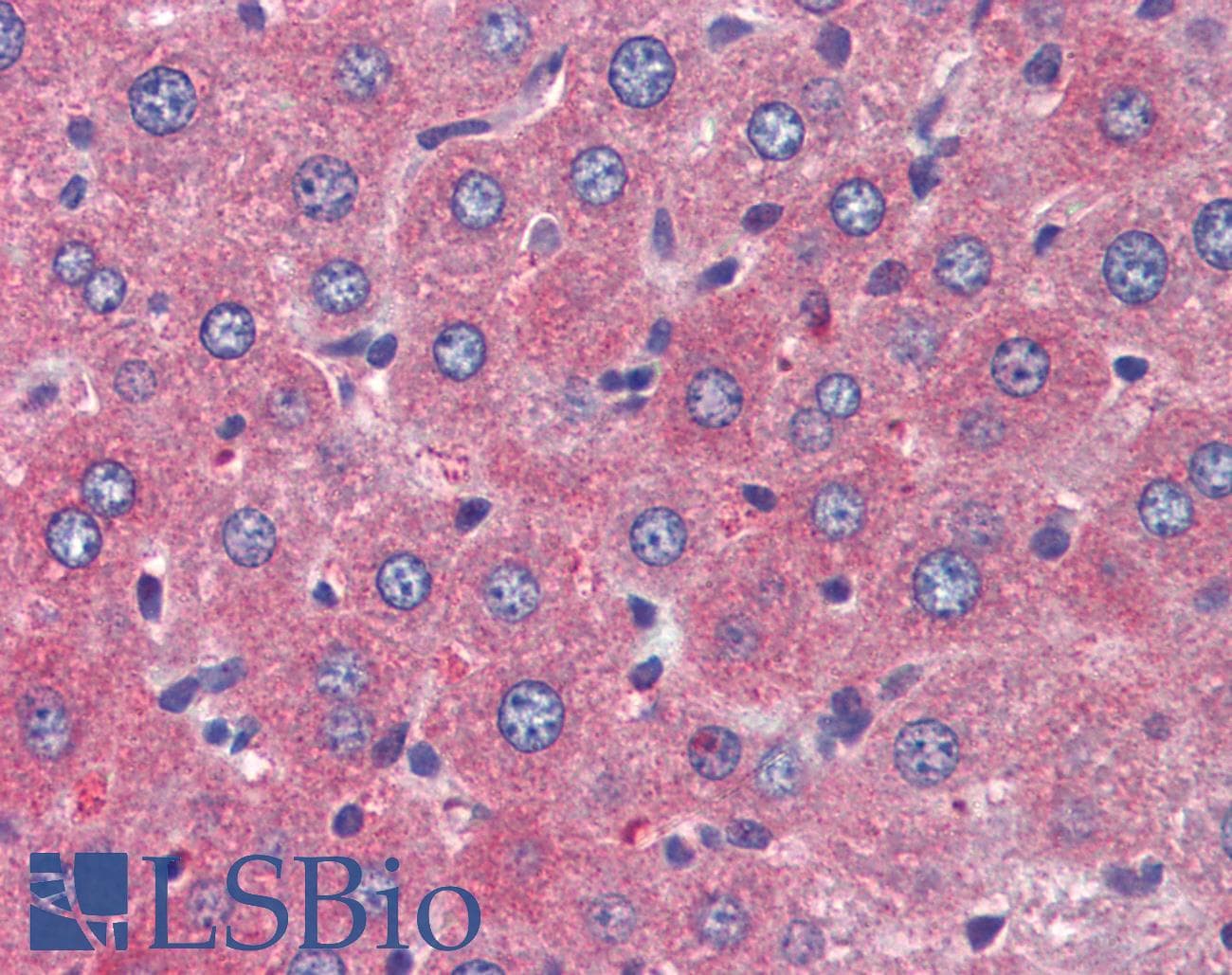 IHC-plus™ TSLP Antibody