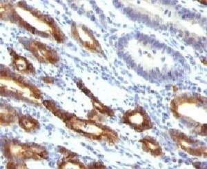 MUC6 / MUC-6 Antibody (clone MUC6/916)