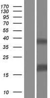 IL37 Protein (Over-Expression Lysate Myc-DDK (Flag))