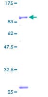 Human PITRM1 / MP1 Protein (Recombinant GST)