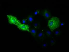 Monoclonal Mouse anti-Human KSP32 / MIOX Antibody (clone OTI1D1, IF, WB)