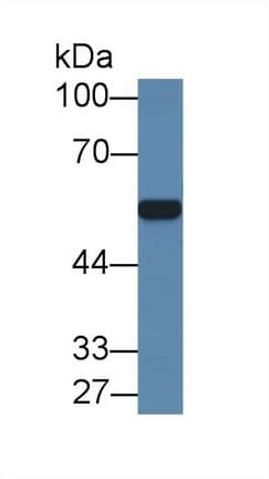 ARSA / Arylsulfatase A Antibody (APC)