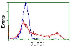 DUPD1 Antibody (clone OTI1F3)