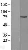 ARMCX2 Protein (Over-Expression Lysate Myc-DDK (Flag))