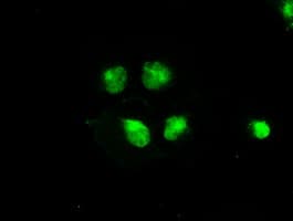 BRAF / B-Raf Antibody (clone OTI5A9)