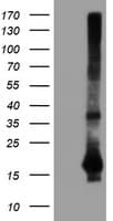 SAT2 Antibody (clone OTI1C9)