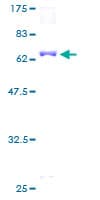Human TEAD4 Protein (Recombinant GST)