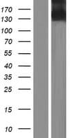 Human ITGA11 / Integrin Alpha 11 Protein (Over-Expression Lysate Myc-DDK (Flag))