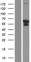 ATL1 Protein (Over-Expression Lysate Myc-DDK (Flag))