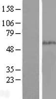 Human SMAD5 Protein (Over-Expression Lysate Myc-DDK (Flag))
