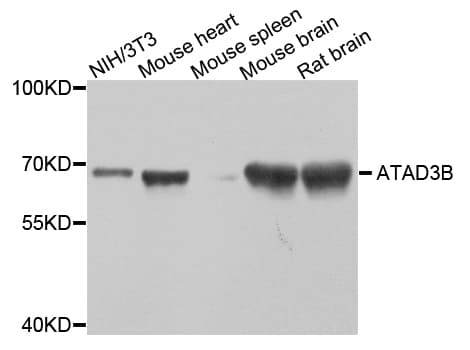 Polyclonal Rabbit anti-Human ATAD3B Antibody (IHC, WB)