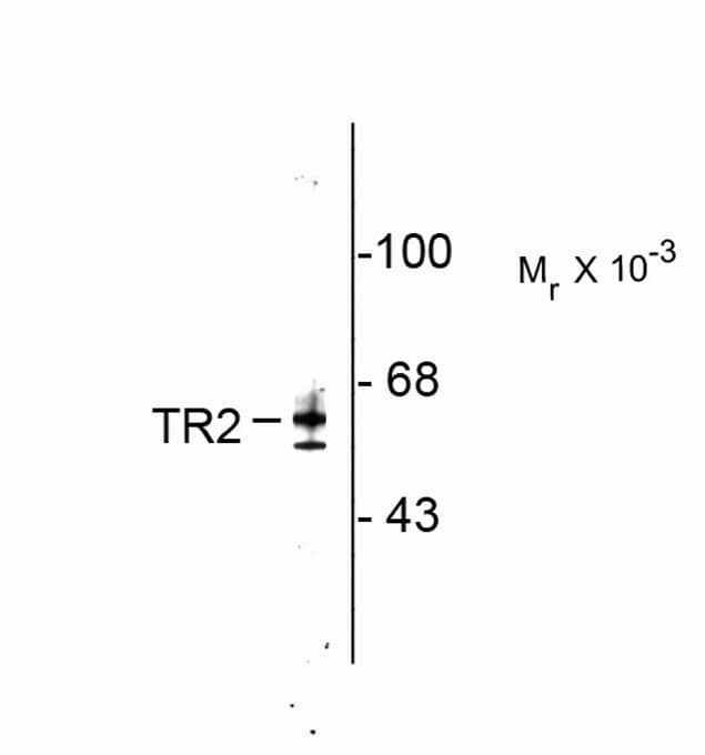 NR2C1 Antibody