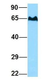 TBC1D3F Antibody (aa326-375)