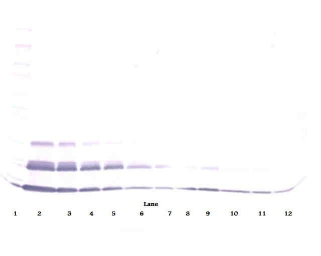 Polyclonal Goat anti-Human CCL15 / MIP5 Antibody (Biotin, WB)