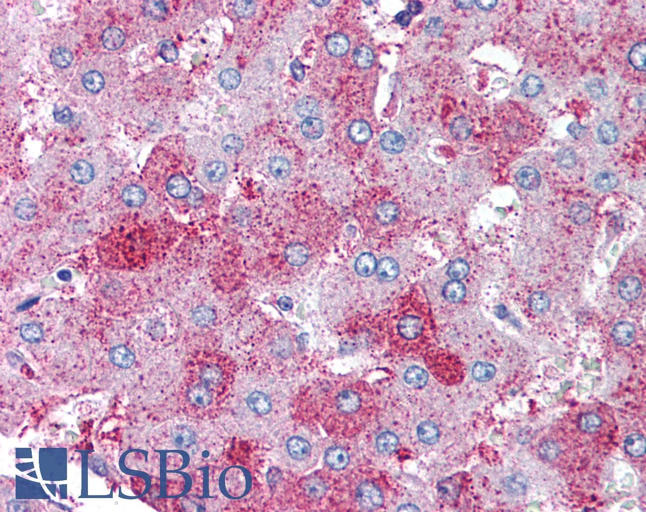 IHC-plus™ Monoclonal Mouse anti-Human SUPT16H / FACTP140 Antibody (clone 8D2, IHC, WB)