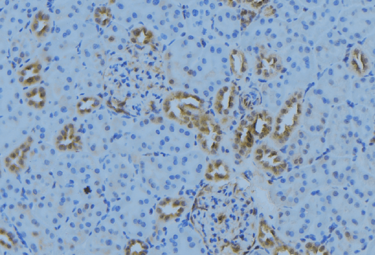 MRPL30 Antibody