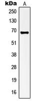Polyclonal Rabbit anti-Human KCNA3 / Kv1.3 Antibody (Internal, WB)