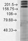 SHANK1 Antibody (aa469-691, clone S22-21)
