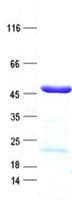 Human CBWD5 Protein (Recombinant His, N-Terminal)