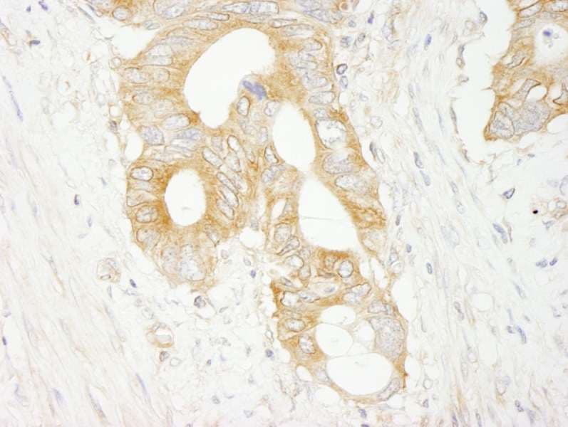 EIF3J Antibody (aa208-258)